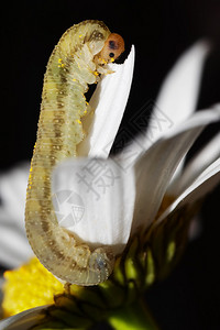 宏观吃雏菊花瓣的毛虫图片