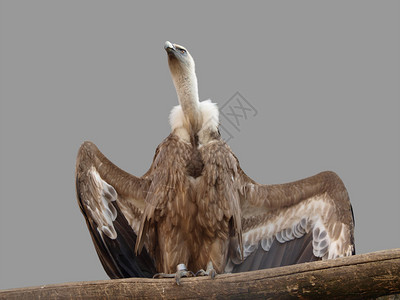 GriffonVulture站在树枝和扩张翼上图片