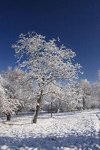 用新鲜的雪盖的冬天树图片