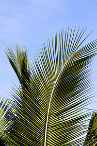 棕榈树叶图片