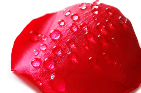 红玫瑰花瓣与水滴图片
