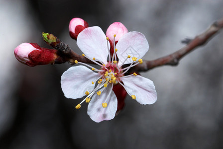 鲜花杏树图片