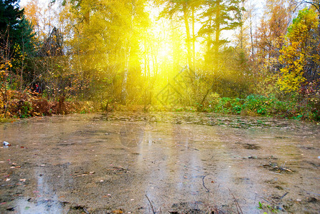 秋天阳光森林景观中的沼泽图片