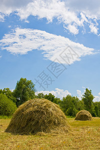 有干草堆的夏天草甸图片