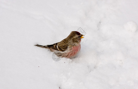 Redpoll在冬天的雪背景图片