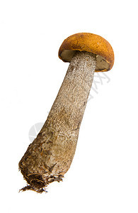 白色背景上的橙帽蘑菇特写图片