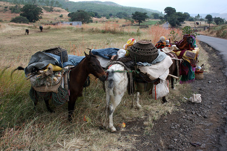 运送印度游牧部落归属的马在印度的一背景图片