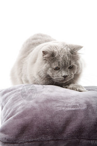 孤立的可爱英国小猫的肖像图片