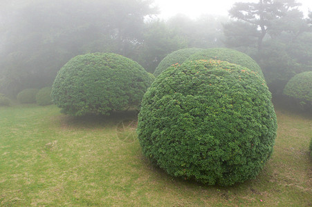 日本黑角日本迷雾的日本公园中的美丽和精心图片