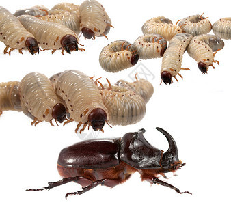 白底的犀牛甲虫和幼虫它们图片