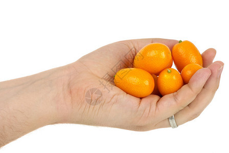 手拿着一些孤立在白色背景上的金橘水果图片