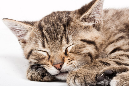 懒散猫jpg格式-懒散猫jpg图片-懒散猫jpg下载-摄图网