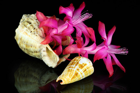 蜗牛LOGO粉红色的花朵皮约特诺帕尔背景