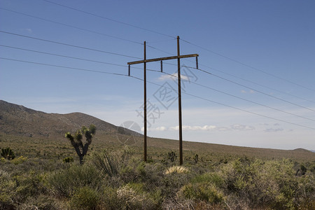 加州沙漠典型的Jo图片