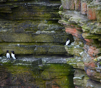 苏格兰诺赫东部悬崖上的鸟儿RazorbillsRo图片