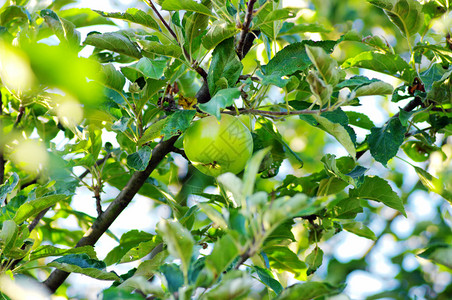 绿色苹果在树枝上苹果图片