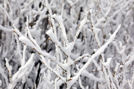 Dogrose在春日的雪下图片