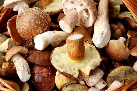在森林中发现的新鲜秋季蘑菇的细节图片