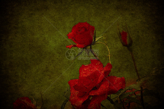 在绿色垃圾背景中老化的红玫瑰图片