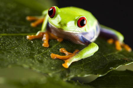 青蛙小动物皮肤光滑腿图片