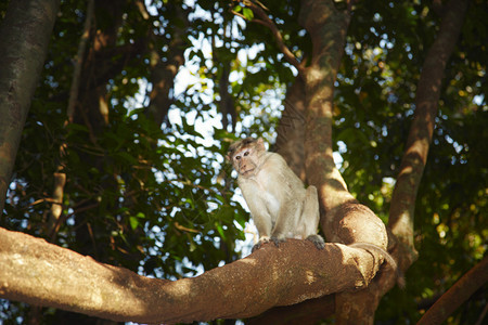 印度丛林树上的野猴子果阿图片