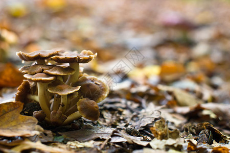 比尔长时间雨后苔藓中的森林蘑菇图片
