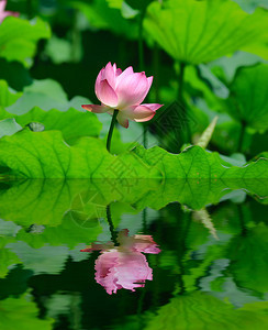 粉红色莲花的特写镜头图片