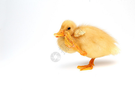 漂亮的黄色小鸭子孤立图片