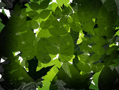 自然绿色树叶纹理抽象图解计算图片