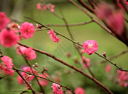 樱花日本樱花图片