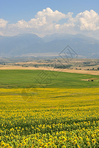 向日葵层次的农业景观图片