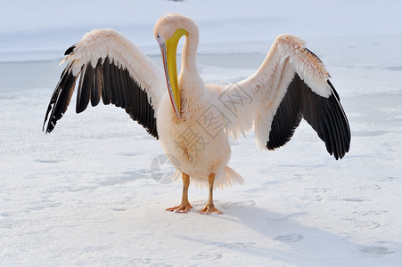 冬天张开翅膀的粉红色鹈鹕背景图片