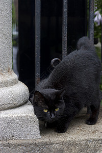 黑猫用头蹭柱子高清图片