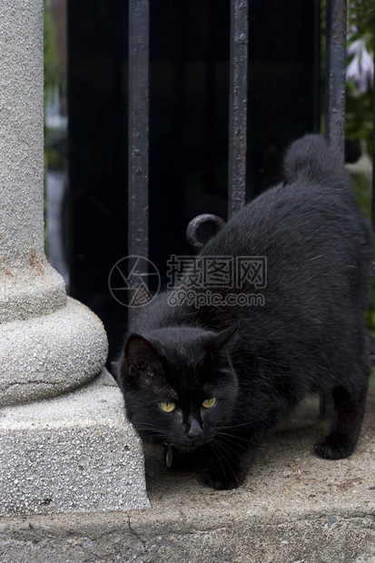 黑猫用头蹭柱子图片