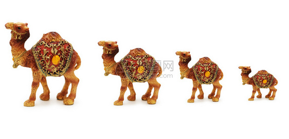 孤立在白色背景上的骆驼商队图片