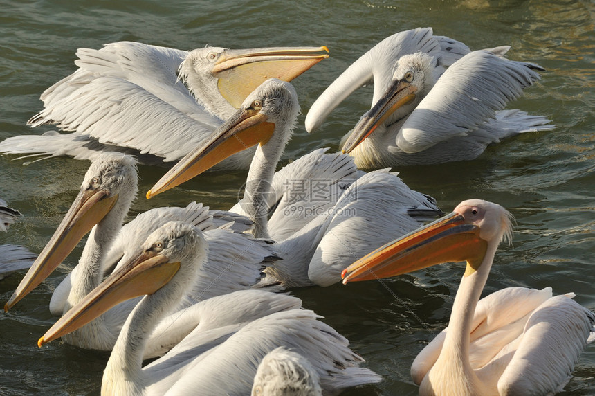 鹈鹕vs开拓者直播