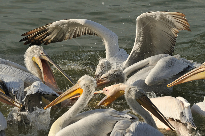 鹈鹕VS篮网直播