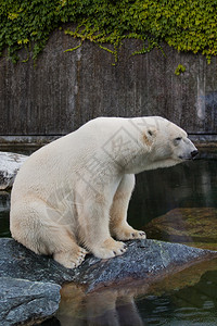 北极熊Ursusmariti图片