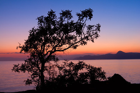 夕阳背景下有树的夜景图片