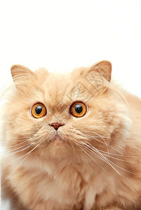 波斯猫背景图片