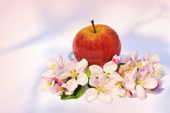苹果和苹果树开花图片