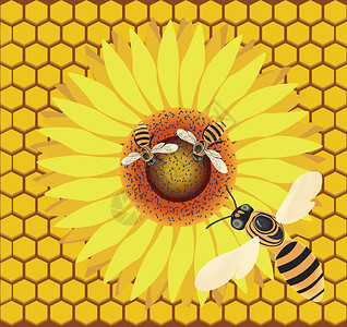在蜂窝背景的花朵上飞蜜蜂和蜜蜂图片