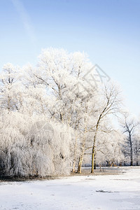 冬季公园风景和阳光图片