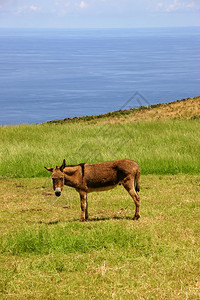 亚速尔群岛的驴在海岸的一个农场图片