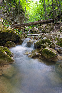 山间溪流在森林中的风景图片