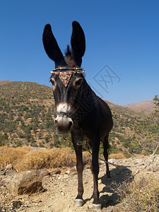 在希腊山上驴子在蓝天的映衬下特写图片