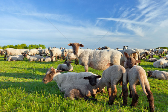 下萨克森州的夏日风景和牧羊图片