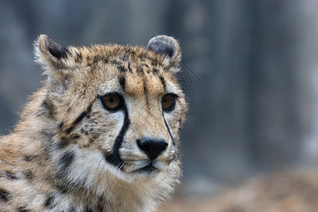 猎豹非洲野猫的肖像图片