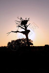 一群鹳鸟剪影在一棵死树上日落时有巢图片