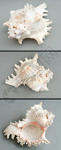 灰色背景上的海扇壳孤立图片